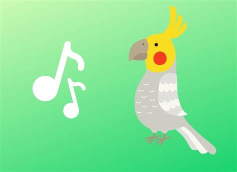 Do Cockatiels Like Music? An Insight into Their World of Sounds